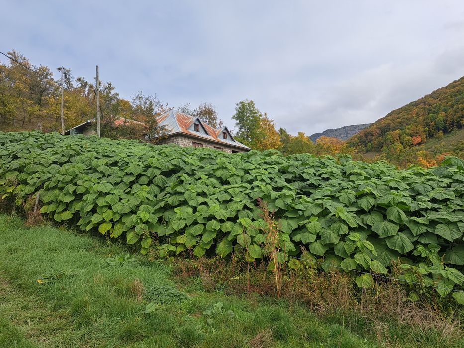 Vindem butasi Paulownia