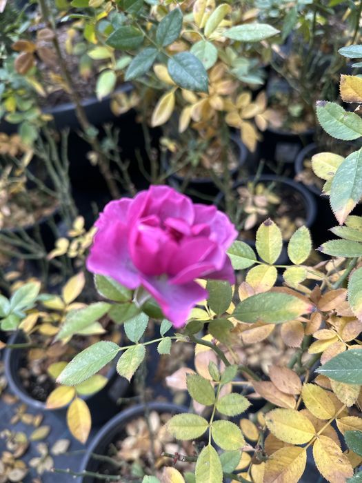 Атиргул сотувда