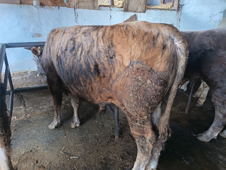 Продам упитанных Быков!