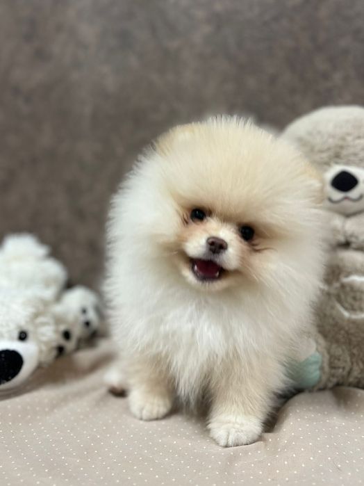 Шпиц девочка кремовая