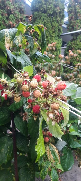 Рассада Клубники Купчиха   Малина.