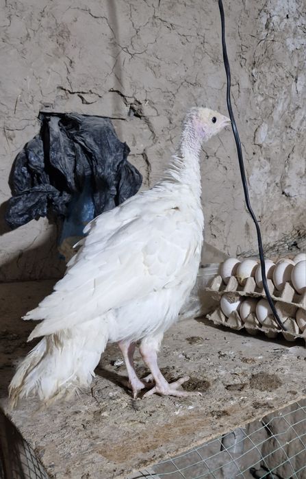 Курка жужалар 70 кундан ошган.индюк