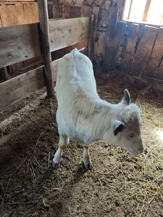 Vând vițică Belga Blue.