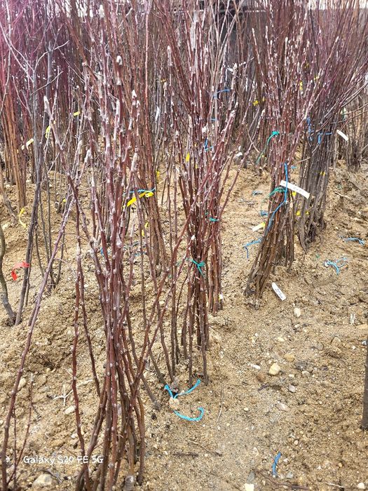 Mar și par la oferta 10 lei bucata- 100-120 de cm diverse soiuri