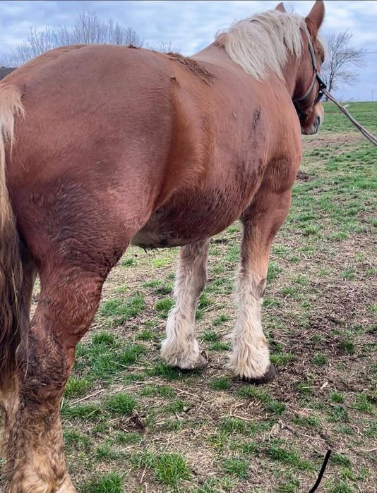 Vând mânză ardeneză