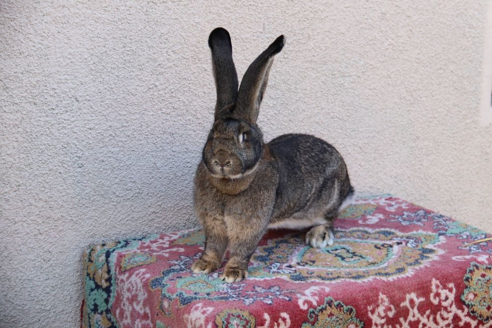 Iepuri rasa Urias German Gri