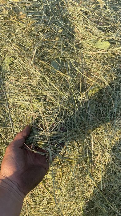Продам сено в рулонах 200 кг