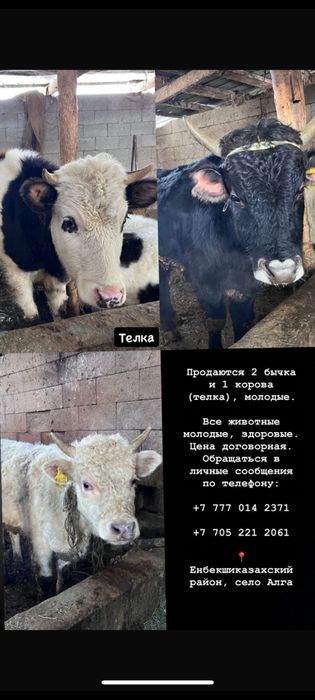 Продам 2 бычков 1.5 г