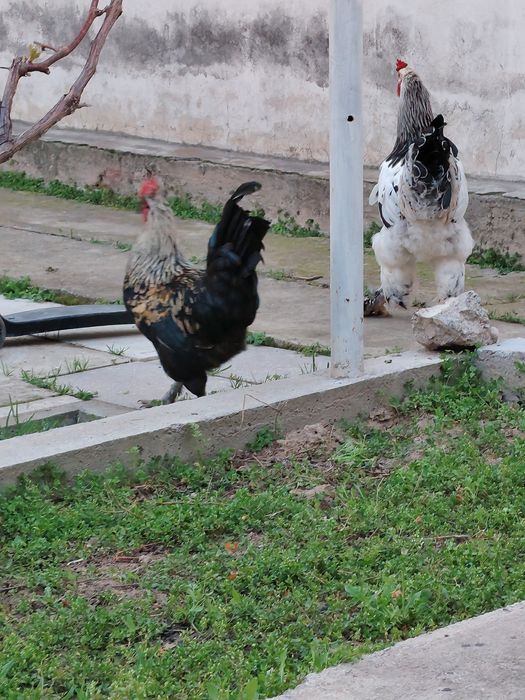 Петух / Хурозлар сотилади