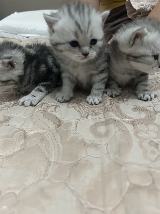 Вислоухих шотландские Котята