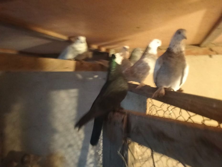 Голуби Лёт Игра цена договорная