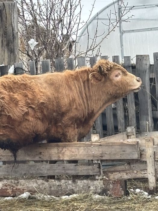 Продам бычка  годовалого