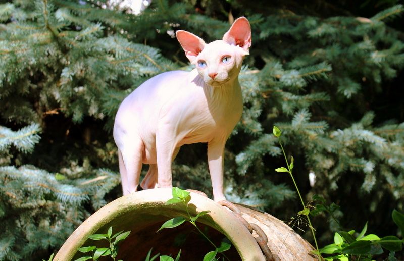 Сфинкс ( sphinx )