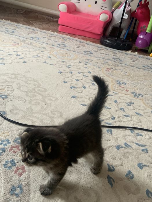 Продам котенку вислоухо