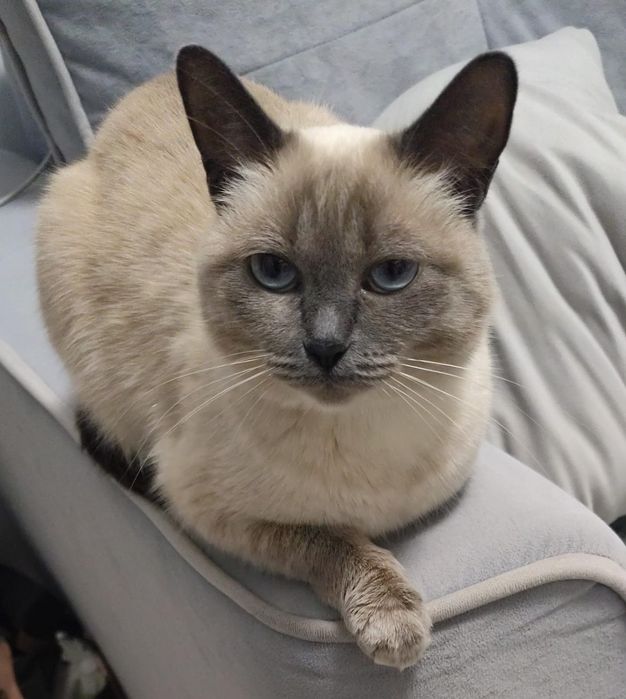 отдам сиамскую кошку!