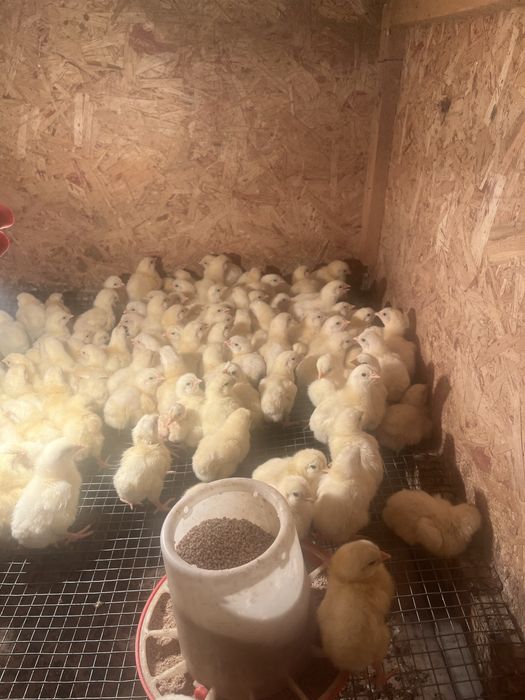 Бройлеры суточные, арбор айкрес