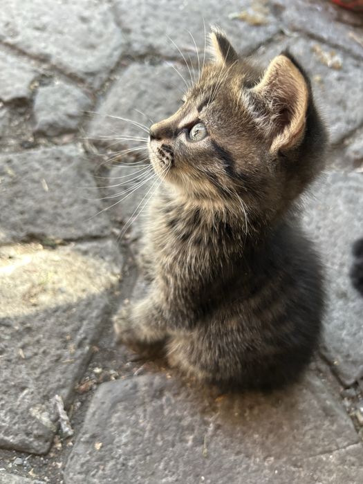 Отдам котят в хорошие руки