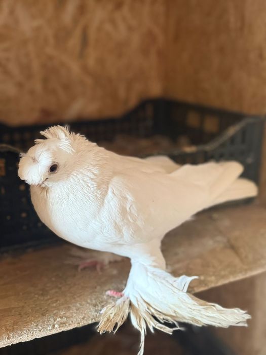 Голуби белый двухчубый