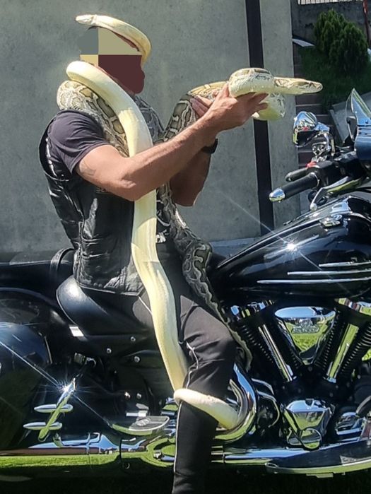 Бирмански и тигров питон