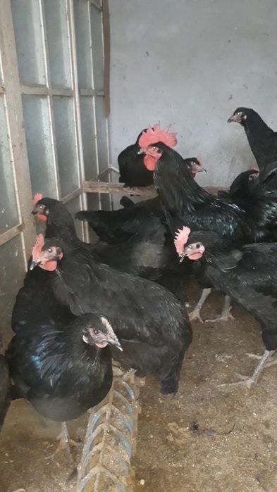 Кора шахзода тухум ва жожалари