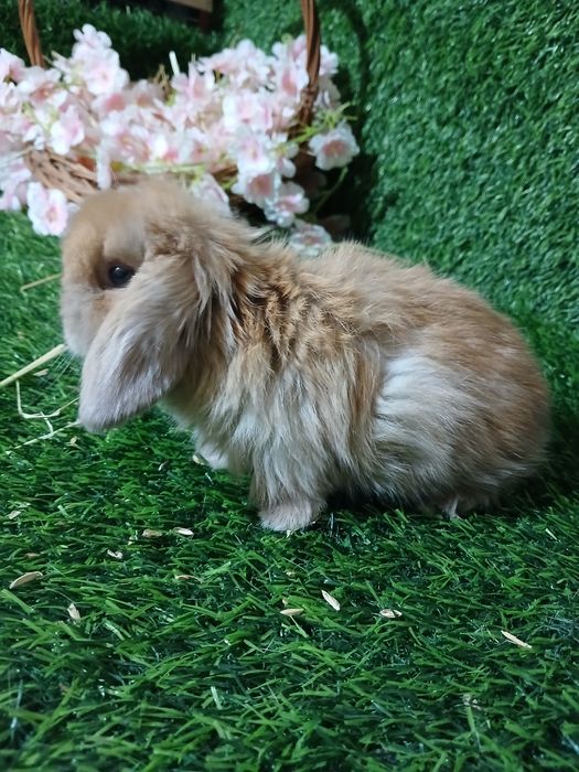 Декоративные кролики