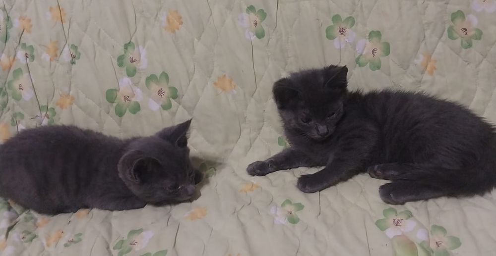 Котята в добрые руки.