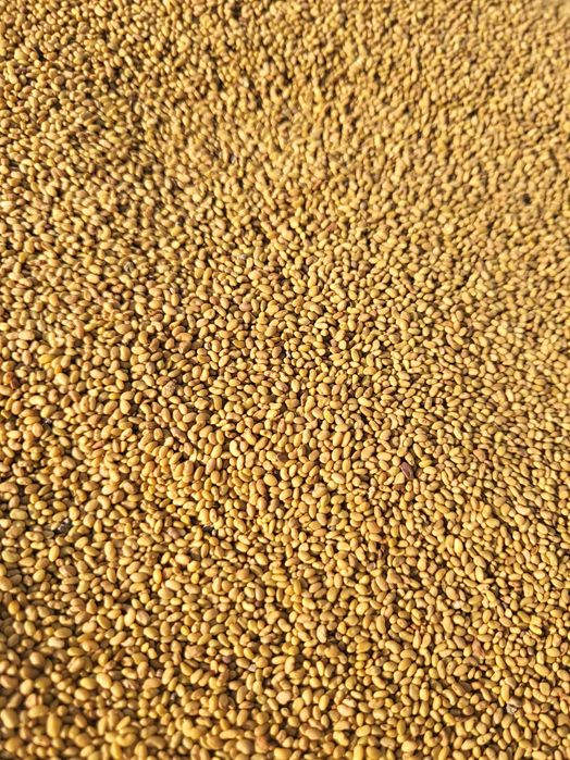 Български сорт люцерна семе