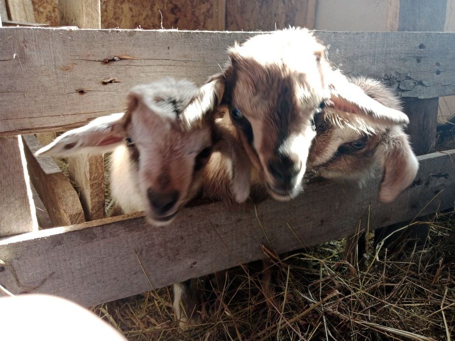 Продам альпийских козлят