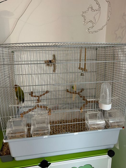 Papagal agapornis + colivie