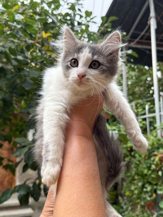3 котенца търсят нов дом
