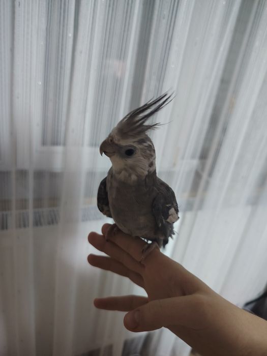 Vând papagal nimfa cu cusca!