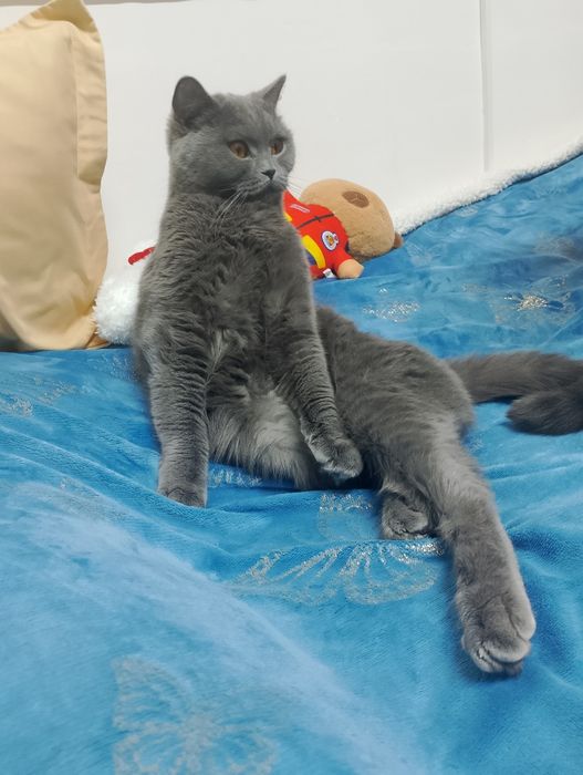 Отдам в добрые руки британскую длинношёрстную кошку