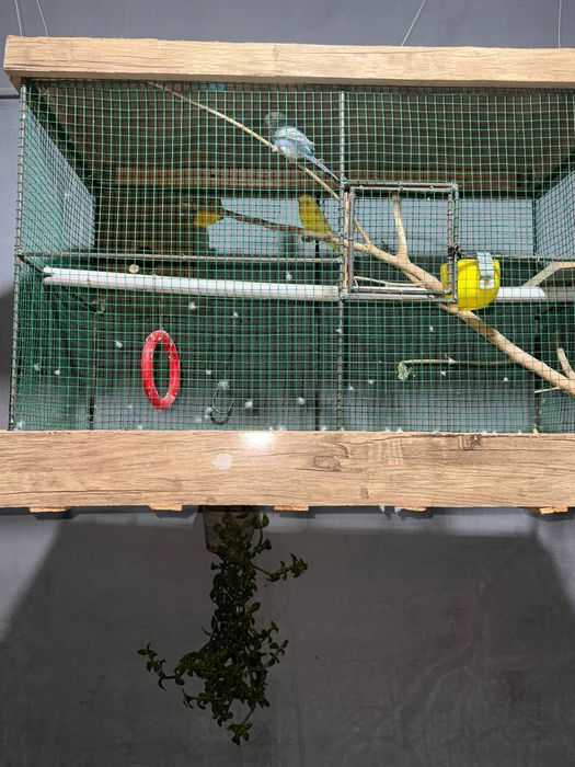 Попугаи один жёлтый самец один самка голубой