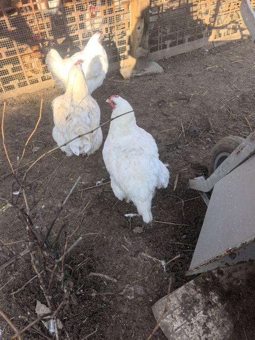 Продават се кокошки