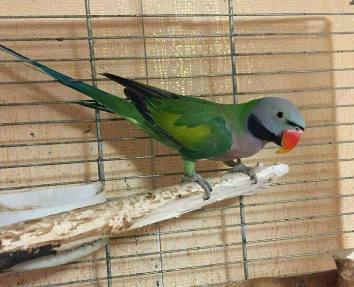 Продам Розовогрудный кольчатый попугай