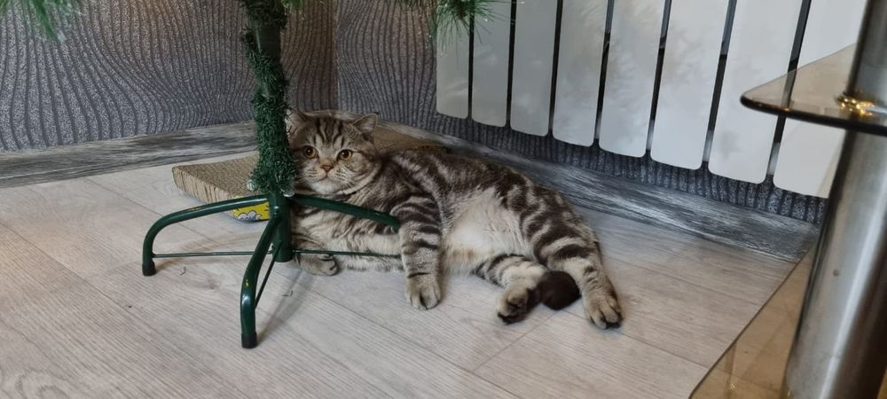 Чудесные Шотландские Котятки.