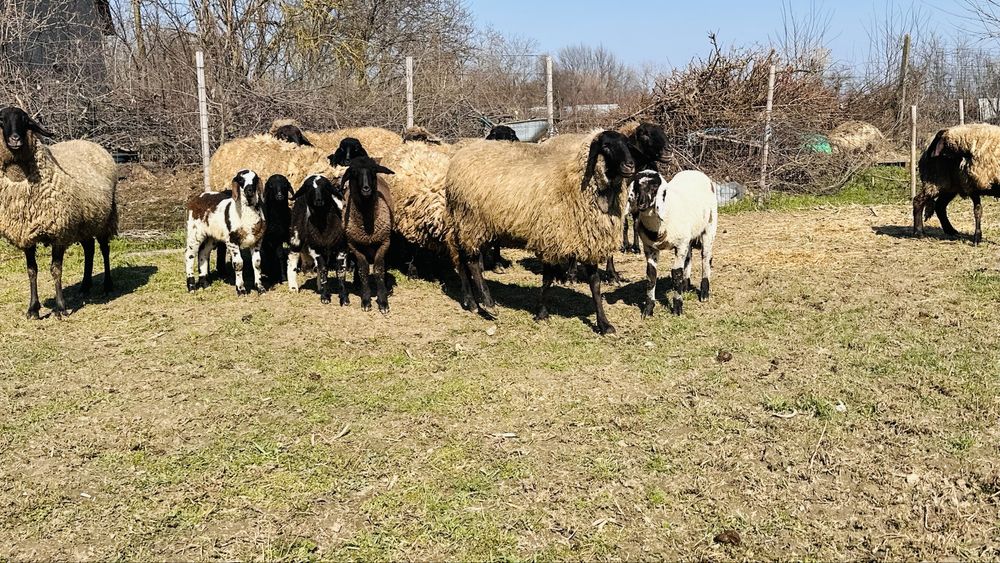 Oi carabase sarbesti