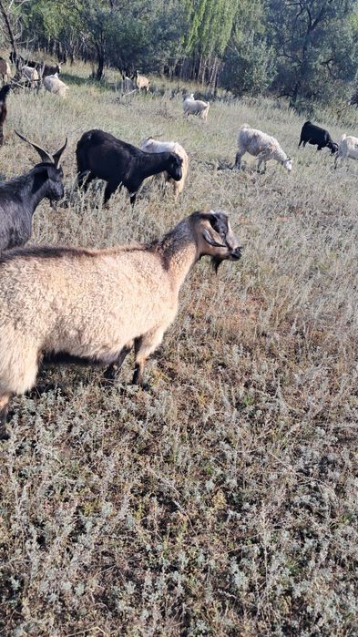 Продам коз город Павлодар