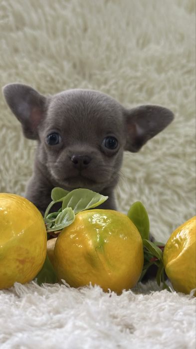 Лиловый малыш чихуахуа