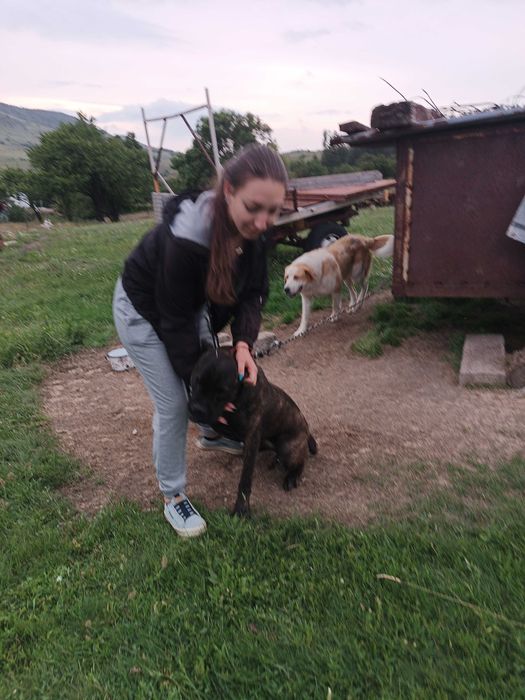 "Хотел" за кучета/гледач/