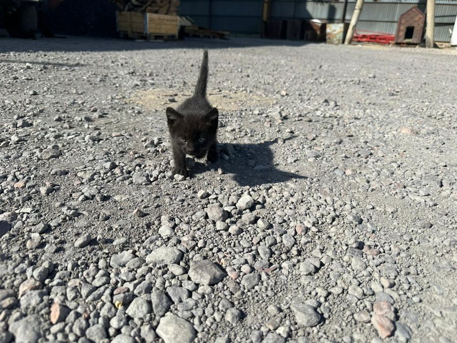 Котята бесплатно