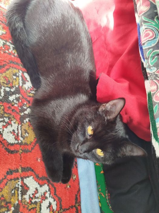 Ota va qiz jinsiy aloqada