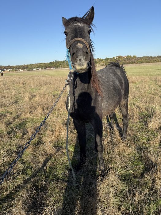 Armasar Sur de 1,5 ani