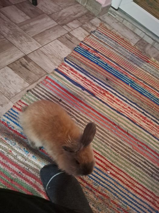 Vând iepuraș din rasa  cap de leu sau pitic