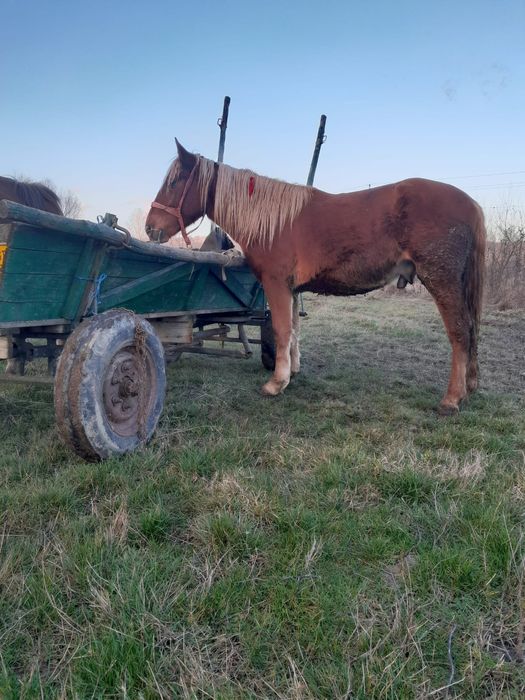 Vand carlan foarte cuminte