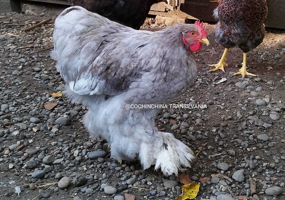 Cocosel Cochinchina urias Splash din 2026