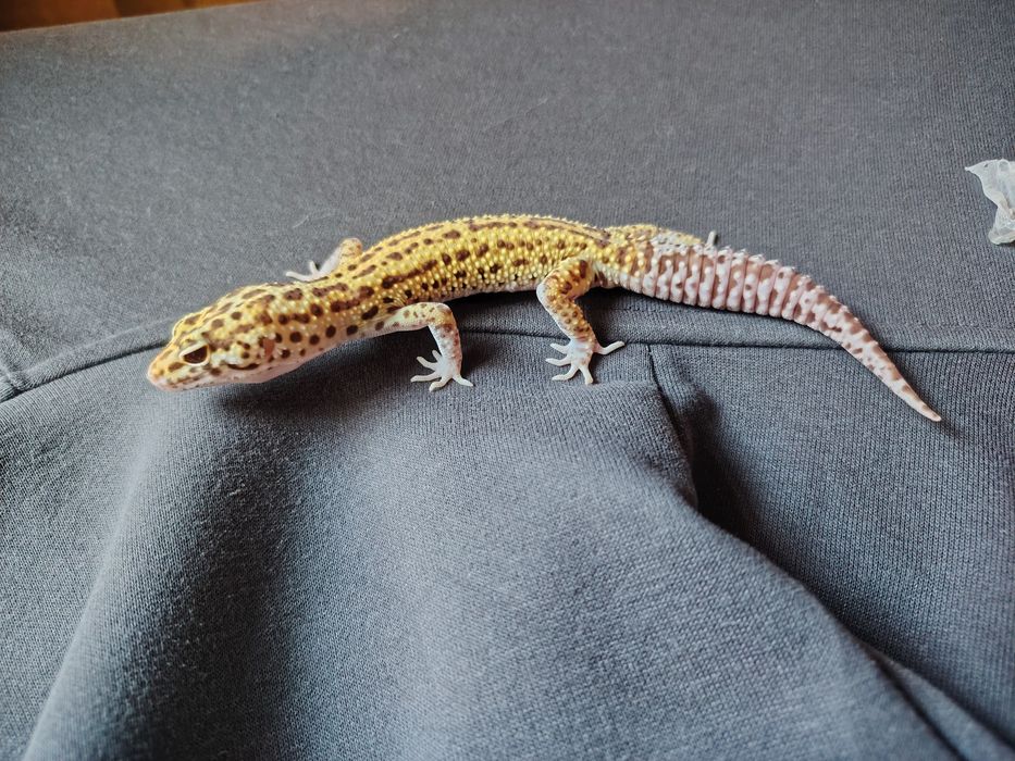 Ручные эублефары — просты в уходе