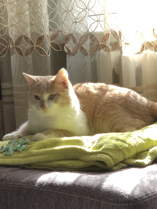 Продадим рыжего кота