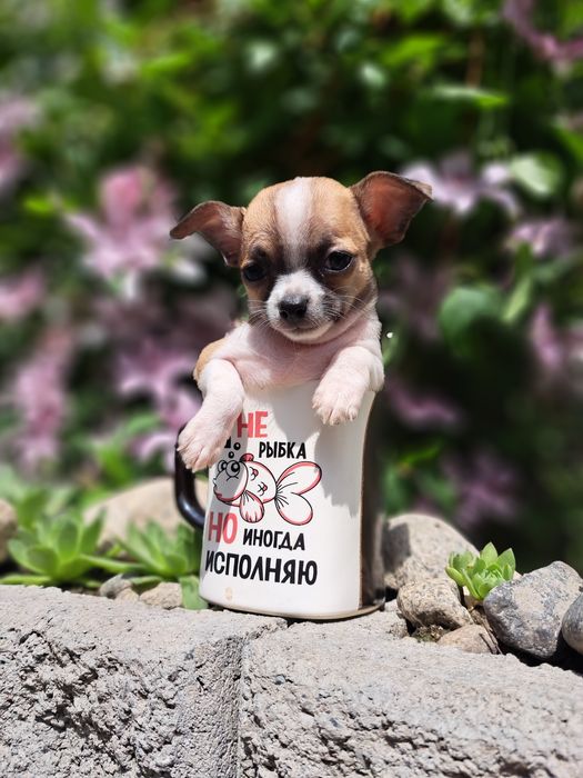 Продам мини Чихуахуа.