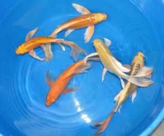 корейская рыба кой бабочка